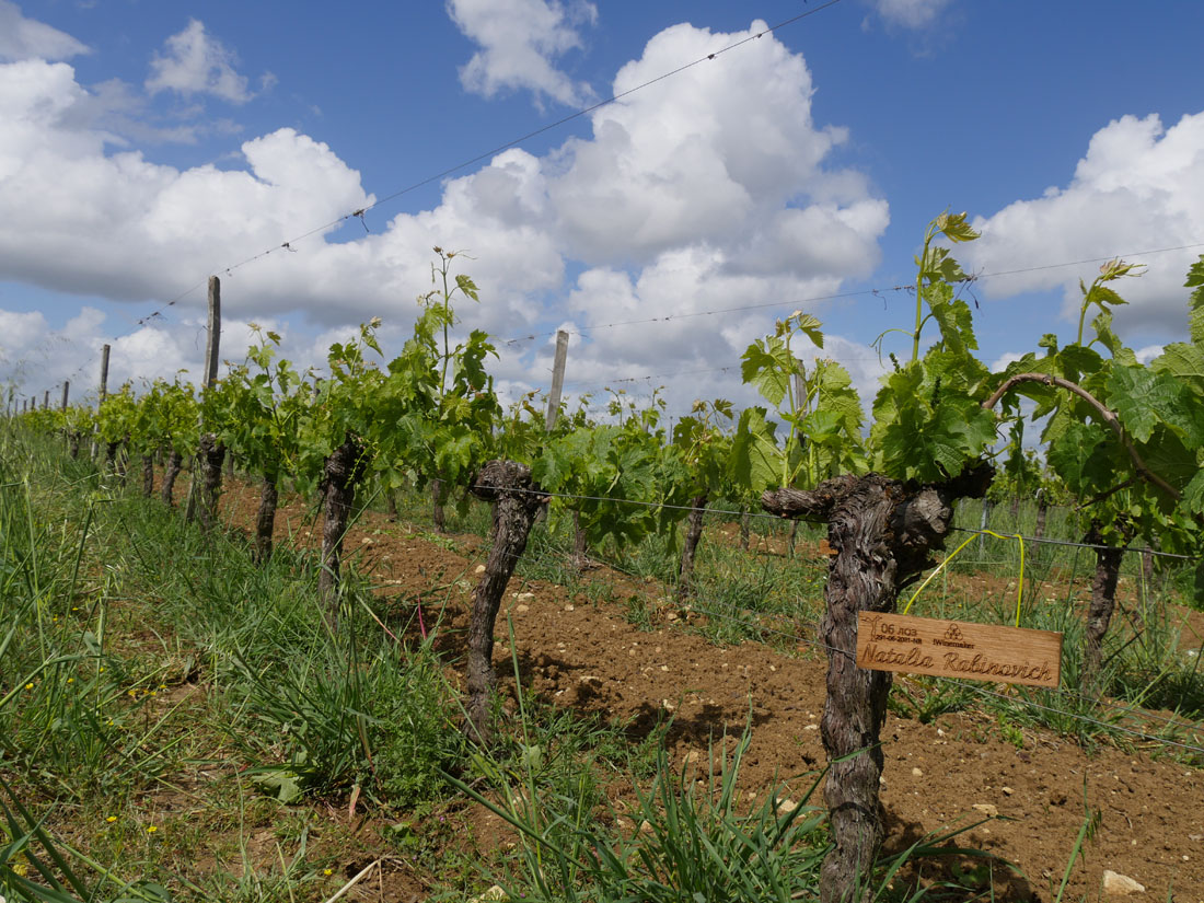 Виноградник на урожай